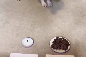免费世界杯德国VS库拉索全场录像